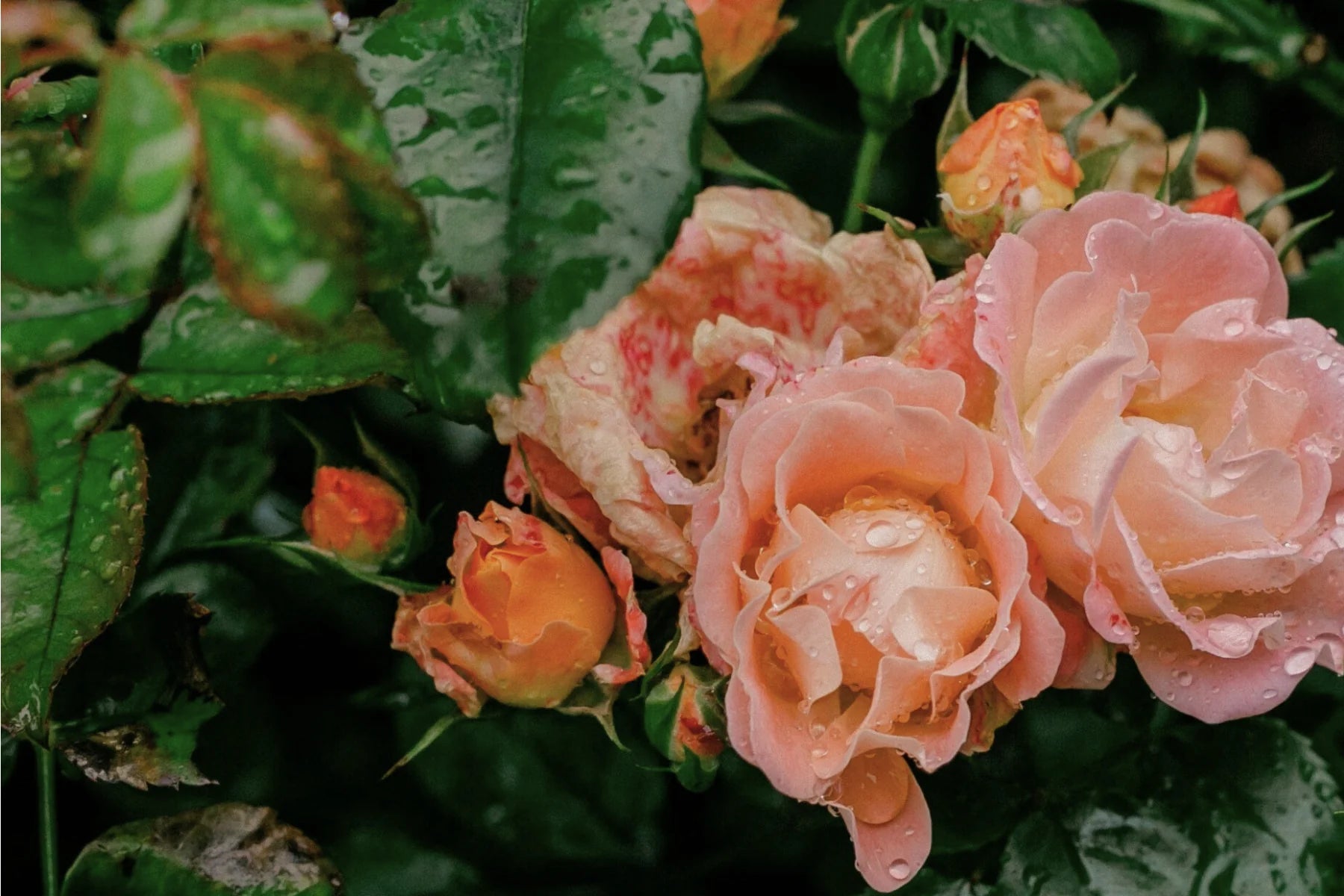 FieldDay Classic Native Rose Stoneware Candle