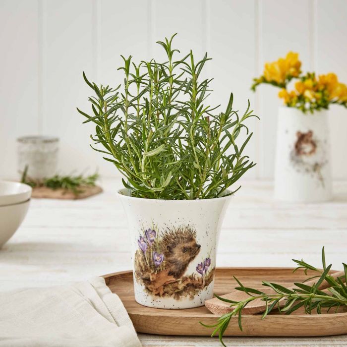 Wrendale ‘Hedgehog’ Flower & Herb Pot 10cm