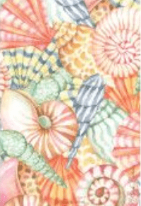 Fresh Scents Sea Shells Scented Sachet