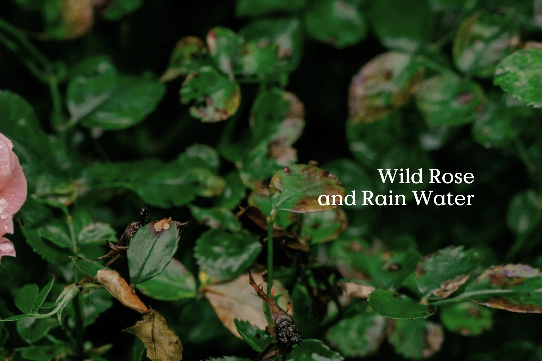 FieldDay Classic Native Wild Rose Diffuser Refill 100ml