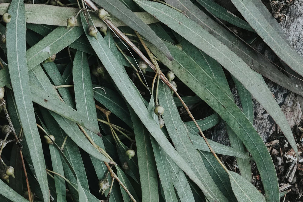 FieldDay Classic All is Calm Candle