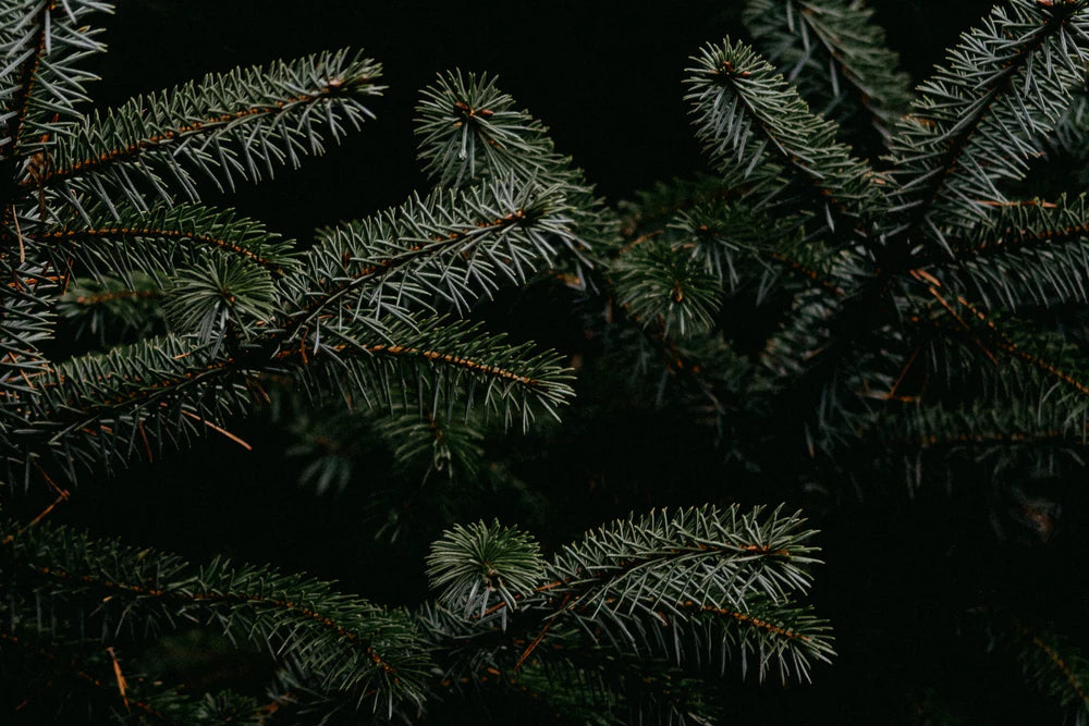 FieldDay Classic Fir Candle